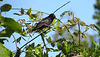 Blackbird In The Branches