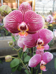 Orchidee