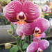 Orchidee