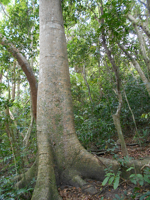 DSCN1369 - paineira Ceiba speciosa, Malvaceae