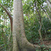 DSCN1369 - paineira Ceiba speciosa, Malvaceae