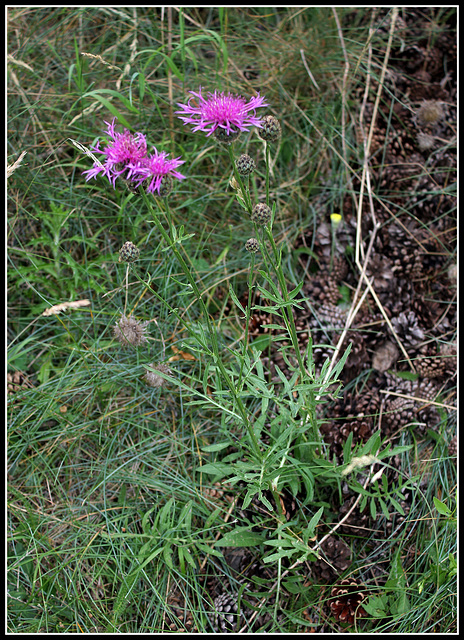Centaurea scabiosa  (1)
