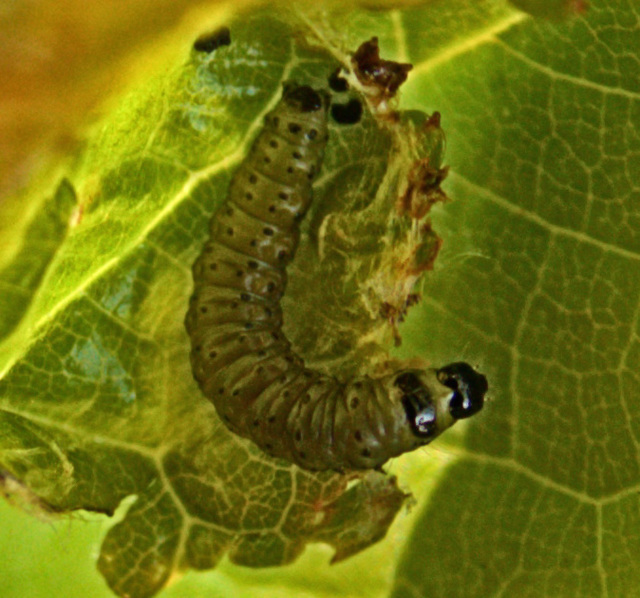 Caterpillar