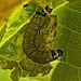 Caterpillar