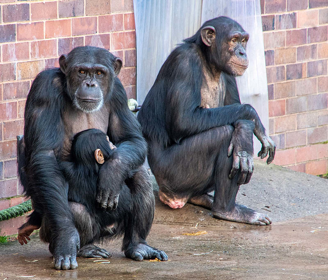 Chimps with a baby