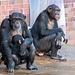 Chimps with a baby
