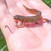 Common Newt