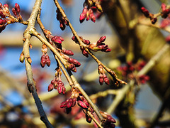 20220310 0278CPw [D~LIP] Japanische Blütenkirsche (Prunus serrulata), Bad Salzuflen