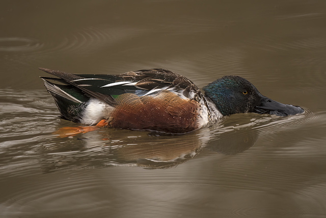 Northern Shoveler