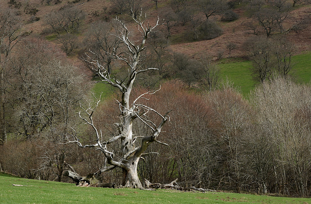 The silver tree