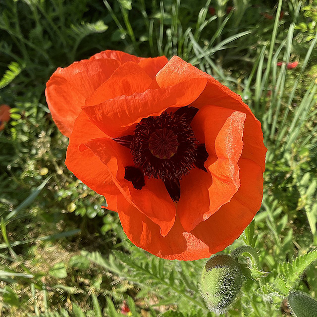 Klatsch- und Tratschmohn ;-)