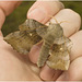 IMG 0100 Privet Hawk Moth