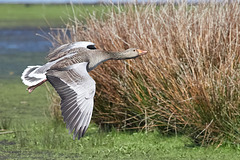 Flight of the Greylag