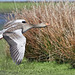 Flight of the Greylag