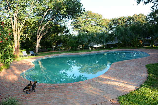 Zimbabwe, Three Ducks are Going to Swim in the Pool at Pioneers Lodge