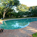 Zimbabwe, Three Ducks are Going to Swim in the Pool at Pioneers Lodge