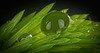 Es grünt so grün mit dem grünen Tropfen :)) It's so green with the green drop :)) C'est tellement vert avec la goutte verte :))