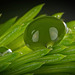 Es grünt so grün mit dem grünen Tropfen :)) It's so green with the green drop :)) C'est tellement vert avec la goutte verte :))
