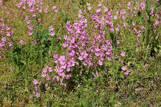 Rosa leuchtendes ... Rosa leuchtendes ...