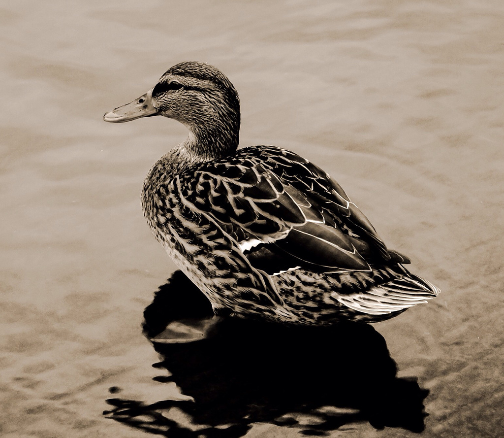 Duck Tales