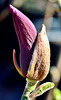 Magnolia Bud