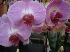 Orchidee