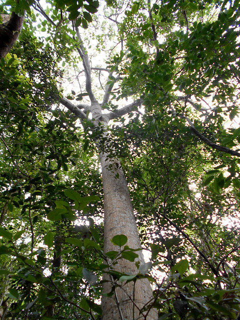 DSCN1370 - paineira Ceiba speciosa, Malvaceae