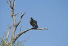 Turkey vulture