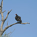 Turkey vulture