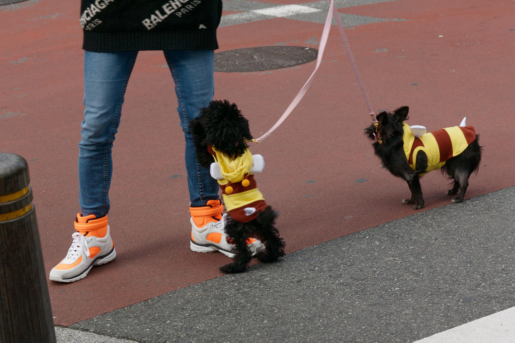 Curieux croisement entre le chien et l'abeille