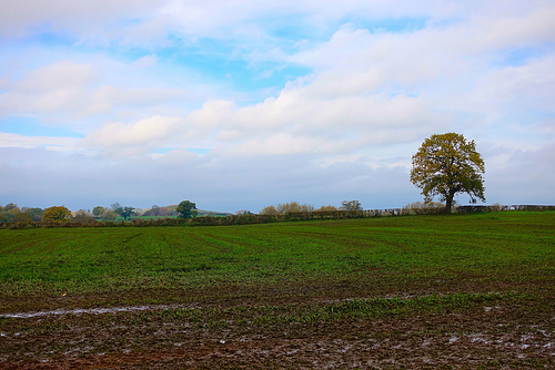 Gnosall fields