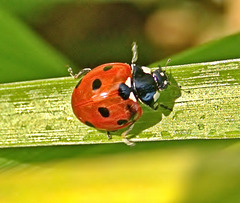 Ladybird