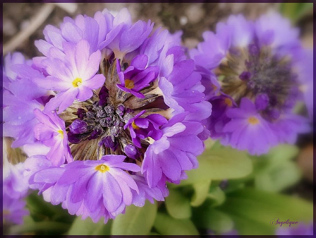 Primevère denticulée......................HFF / Bon vendredi à tous !