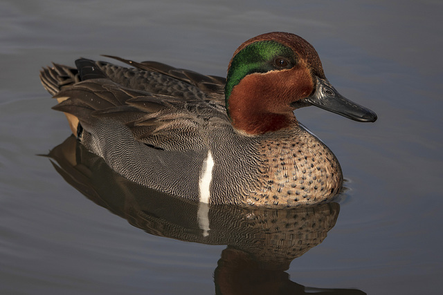 Green-winged Teal