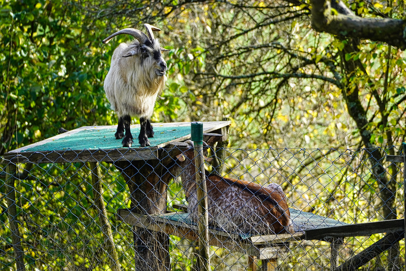 Ich bin hier der King! I'm the king here! HFF!