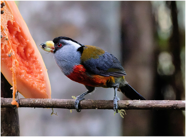 EF7A8675-CR2 DxO DeepPRIMEToucanBarbet