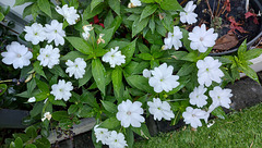 Impatiens
