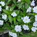 Impatiens