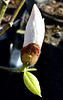 Magnolia Bud