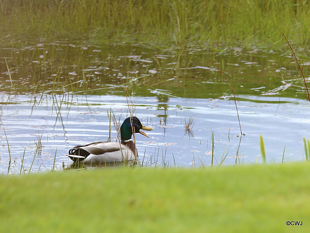 Mallards now in residence