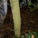 DSCN1371 - cicatriz caulinar de  camboatá-vermelho Cupania vernalis, Sapindaceae