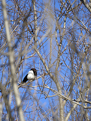 The magpie is enjoying the sun