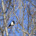 The magpie is enjoying the sun