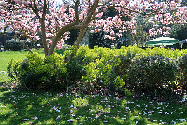 Magnolia and euphorbia