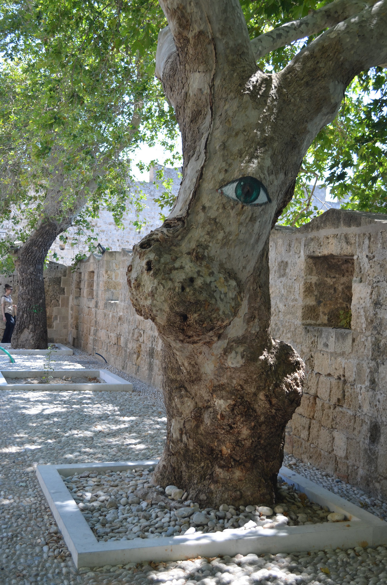 The Fortress of Rhodes, The Tree is Like a Deer's Head