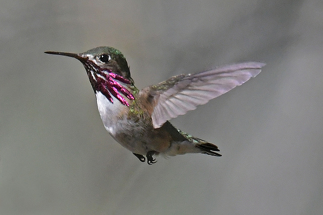 Calliope Hummingbird Sisters