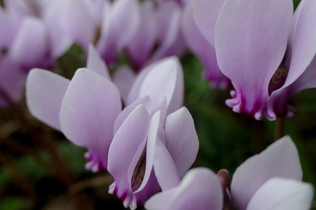 Cyclamens de Naples...