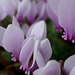 Cyclamens de Naples...