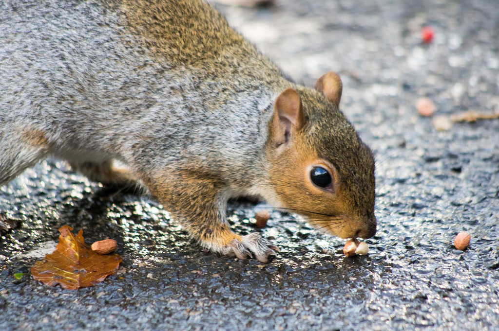 Picky squirrel