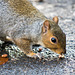 Picky squirrel